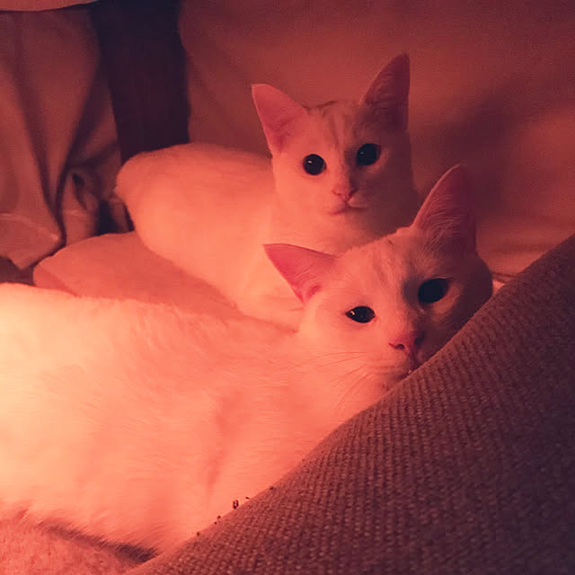 yuki48さんの実例写真