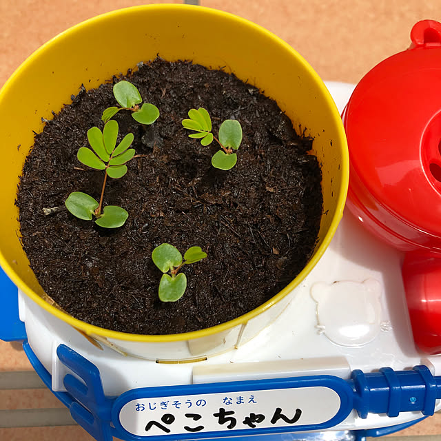 shibakoさんの実例写真
