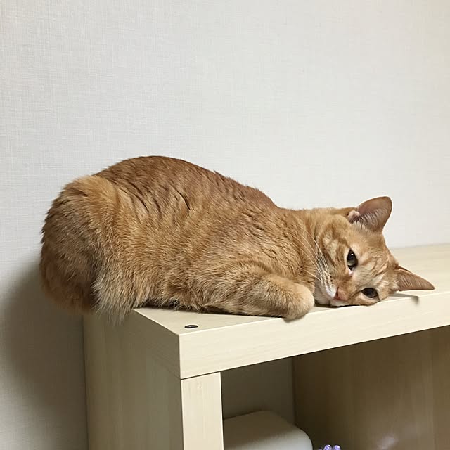 Marikoさんの実例写真
