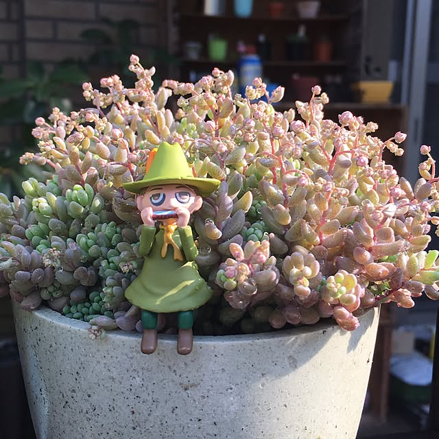 mamiさんの実例写真