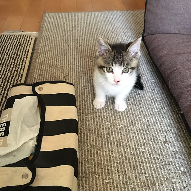 kimikimiさんの実例写真