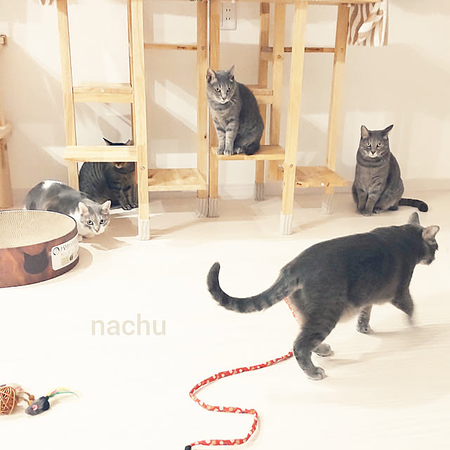 nachuさんの実例写真