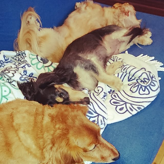 cocosorasakuさんの実例写真