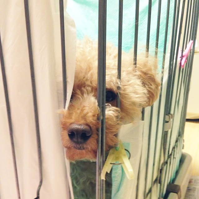 mintさんの実例写真