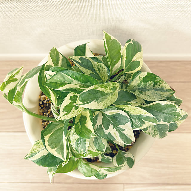 yoyoyoさんの部屋