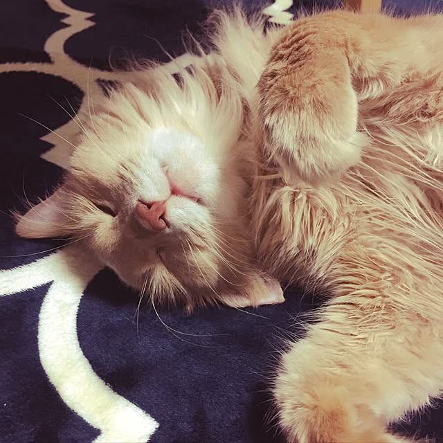 mofucatさんの実例写真