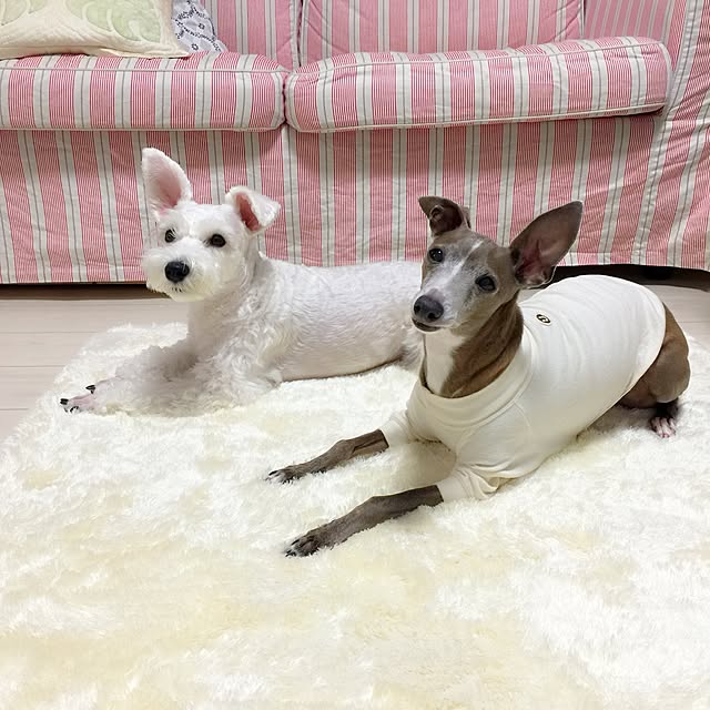 suzyさんの実例写真