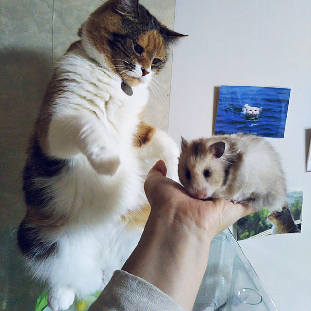 yukieさんの実例写真