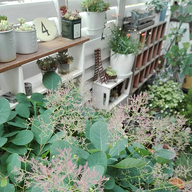 kokkomachaさんの実例写真