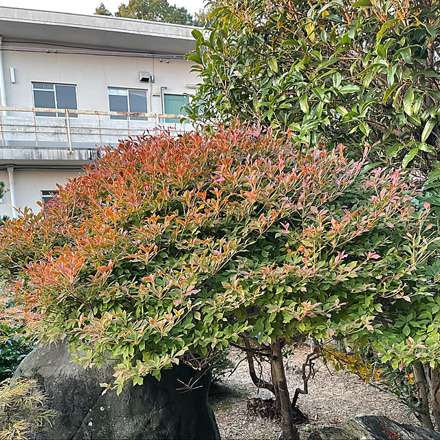 shin0719さんの実例写真