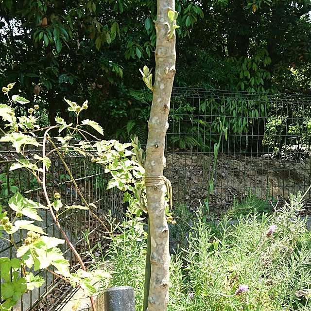 nscraftworksさんの実例写真