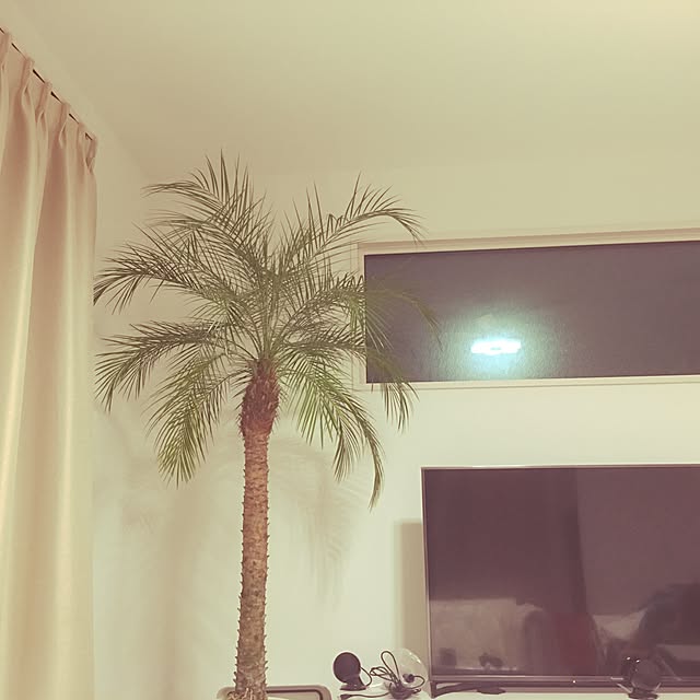 kokepapaさんの実例写真
