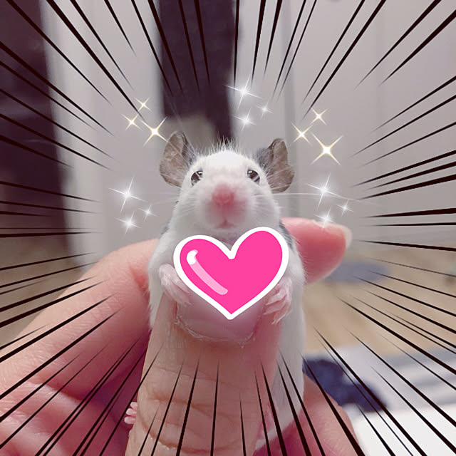 kedamaya3さんの実例写真
