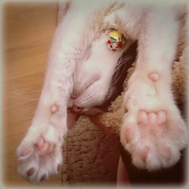 Lukiさんの実例写真