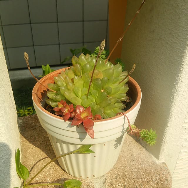 Marikoさんの実例写真