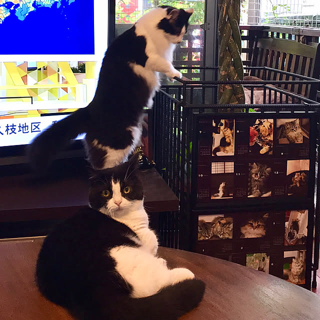 butachanさんの実例写真