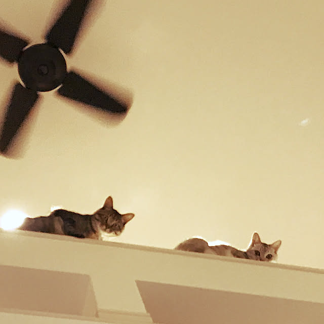 猫/ねこと暮らす/壁/天井のインテリア実例 - 2019-10-31 00:55:45
