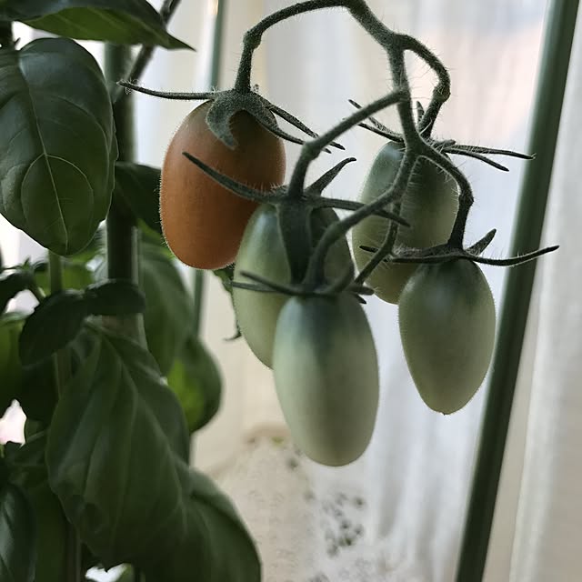 yumicocoさんの実例写真