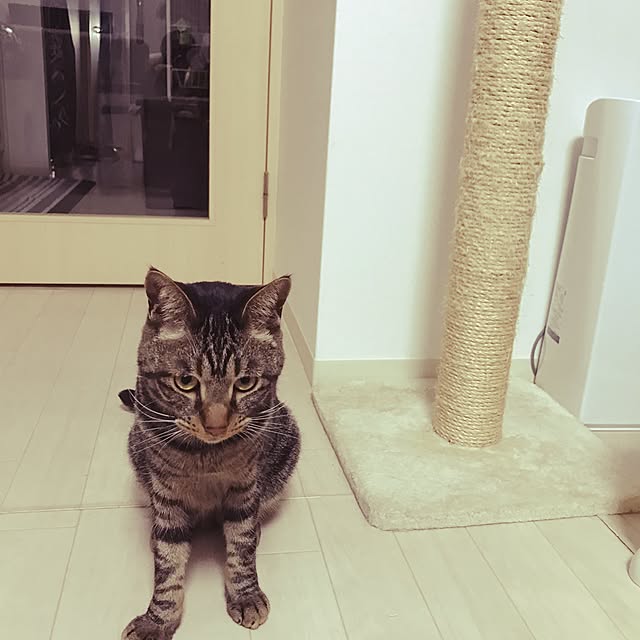 MI-CHAさんの実例写真