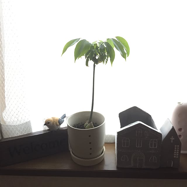 picoさんの実例写真