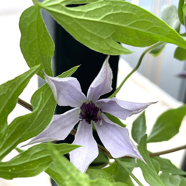 shiropenguinさんの部屋