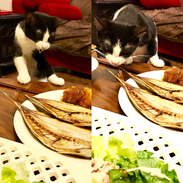 butachanさんの実例写真