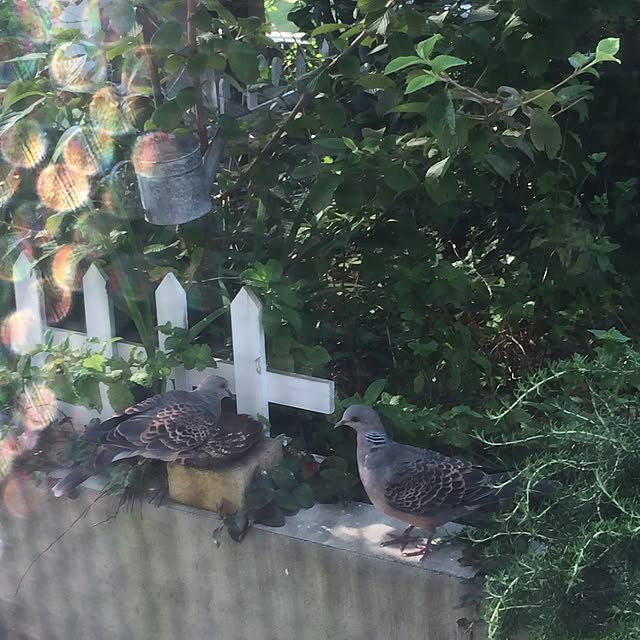 cooさんの実例写真