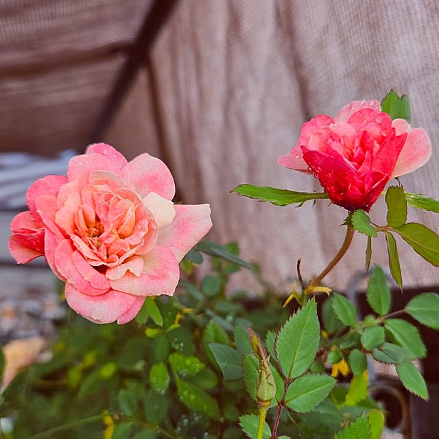 mocomocoさんの部屋