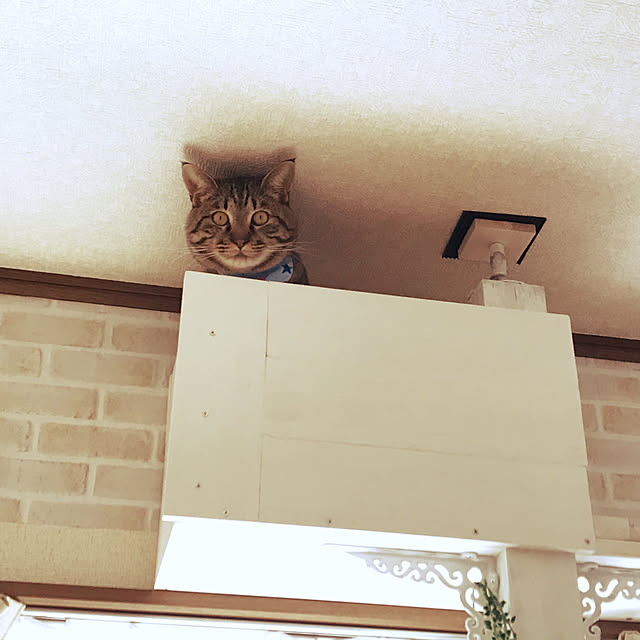 cat.mさんの実例写真