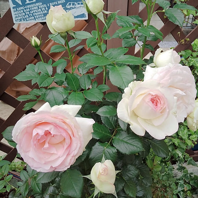 aikkoさんの実例写真