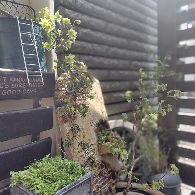 玄関/入り口/花のある暮らし/寄植え♡/ビオラ/クレマチスペトリエイ...などのインテリア実例 - 2025-04-20 22:57:53