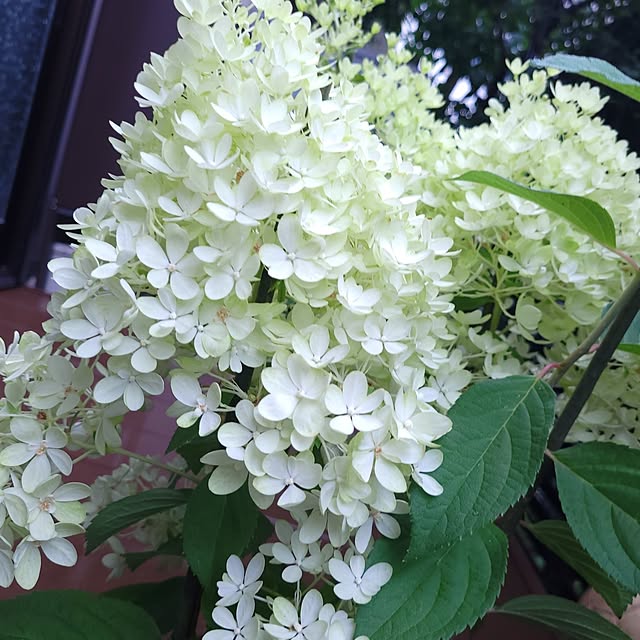mimi828さんの実例写真