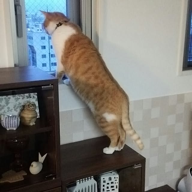nyariさんの実例写真