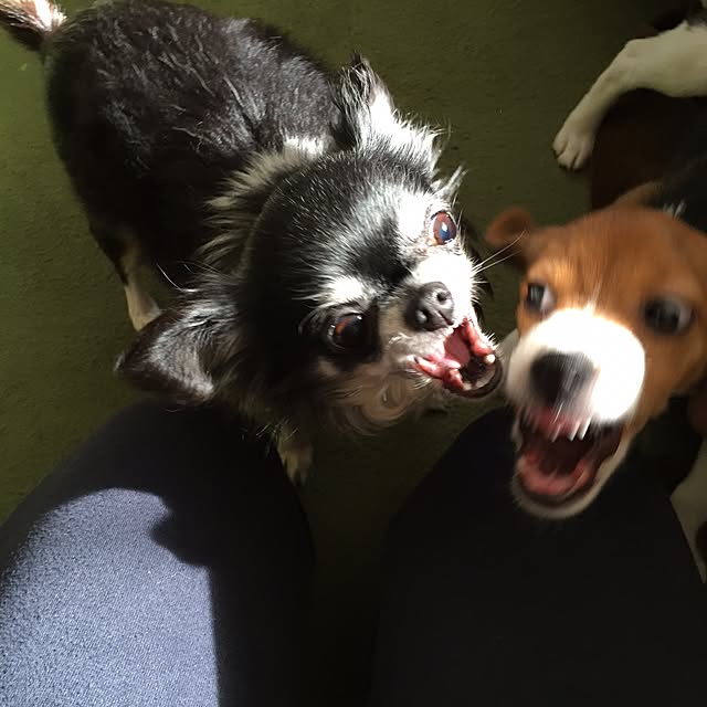 lovekuma_emilyさんの実例写真