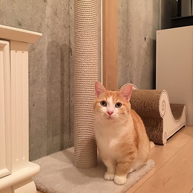 korinkorinさんの実例写真
