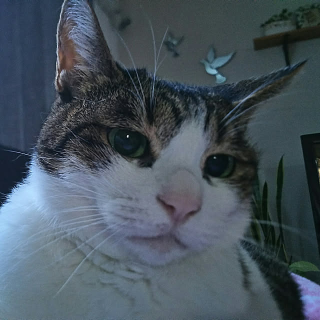 rinさんの実例写真