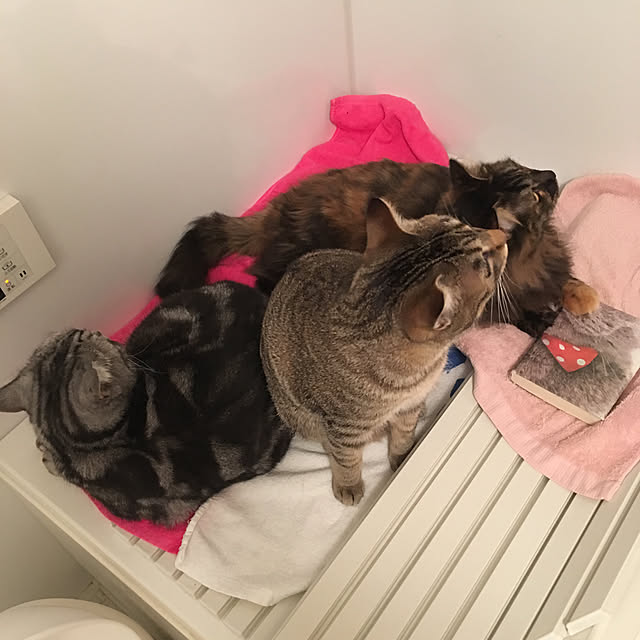 mikomaruさんの実例写真
