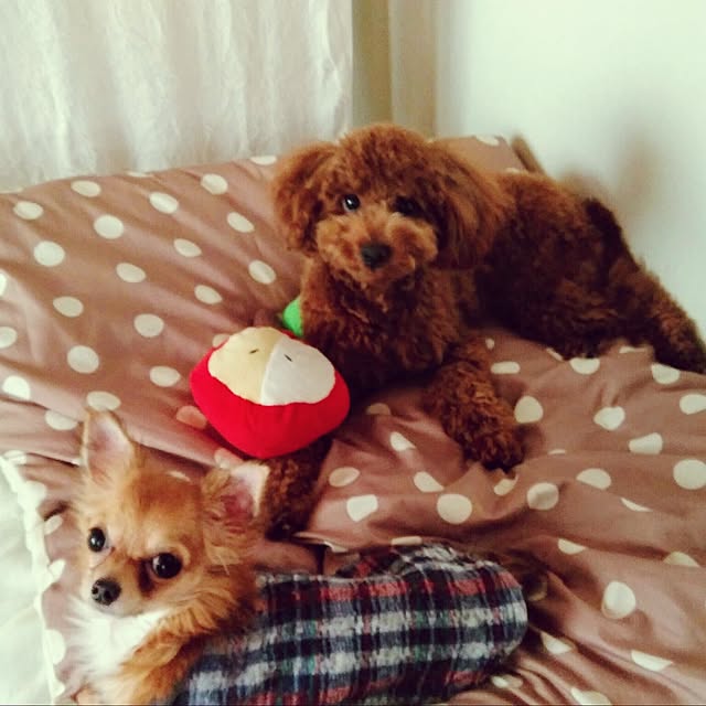 mokochikoさんの実例写真