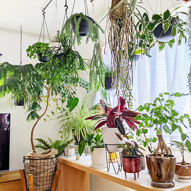 観葉植物のある暮らし/壁/天井/植物のある暮らし/観葉植物/観葉植物インテリア...などのインテリア実例 - 2022-09-12 07:43:23