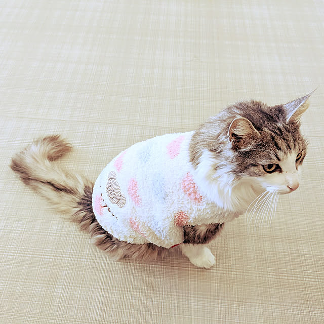 実例写真
