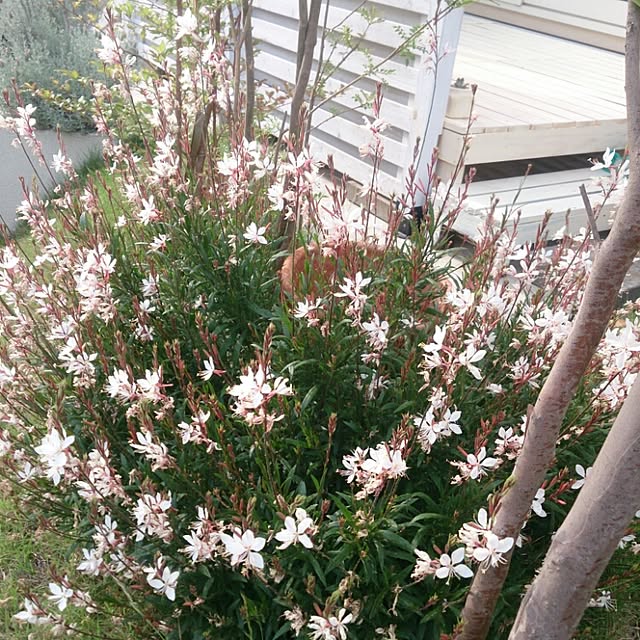 comiriさんの実例写真