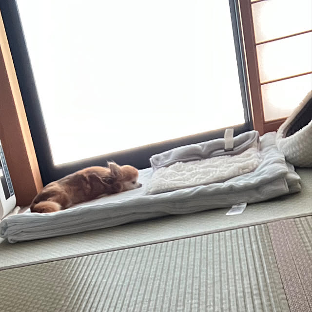 koroさんの部屋
