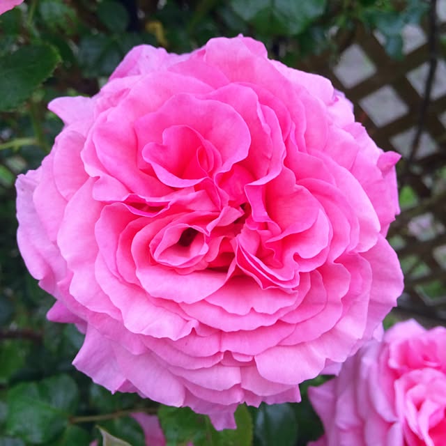 HappyRoseさんの実例写真