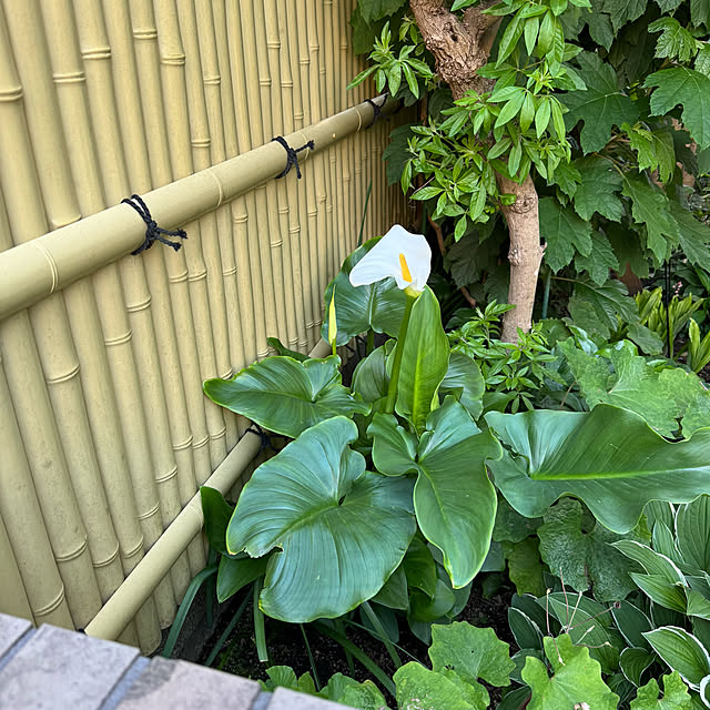 mamizaさんの部屋