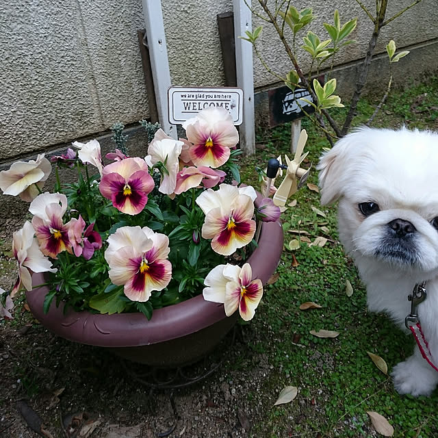 mozuku315さんの実例写真