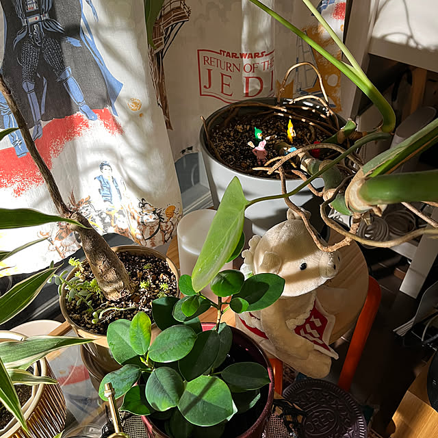 nnfwanicoさんの部屋