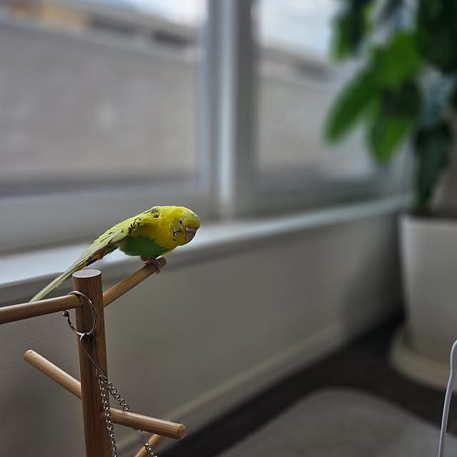 co.co.nut-hawaiiさんの実例写真