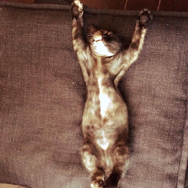 acoさんの実例写真