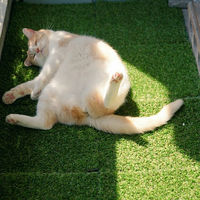 kobakissaさんの実例写真