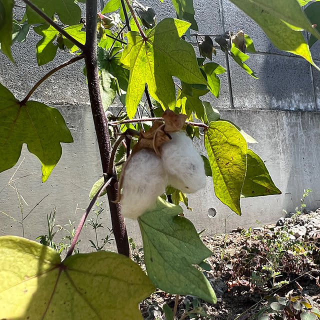 pokowheeさんの部屋